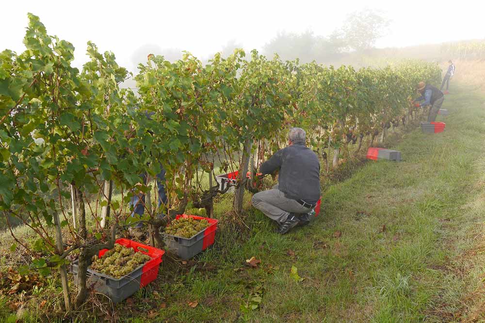Récolte du raisins aux Coteaux de la Vezere