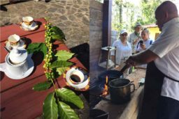 Branche de caféier et toastage des grains