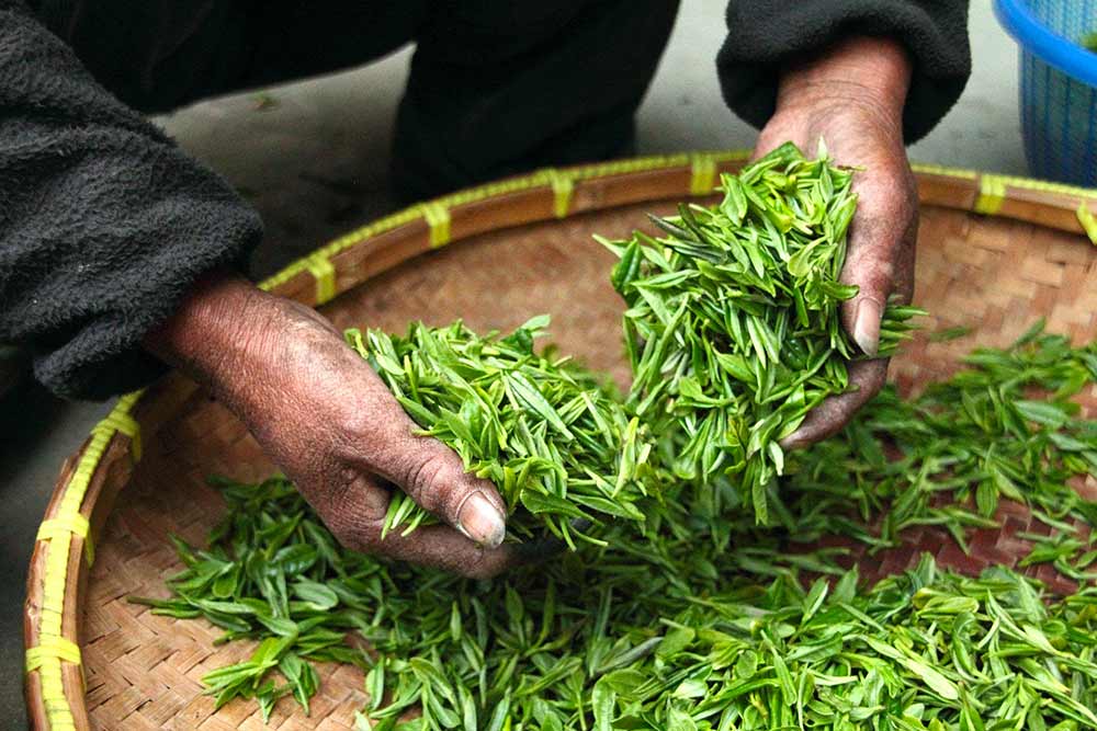 Brassage des feuilles de thé