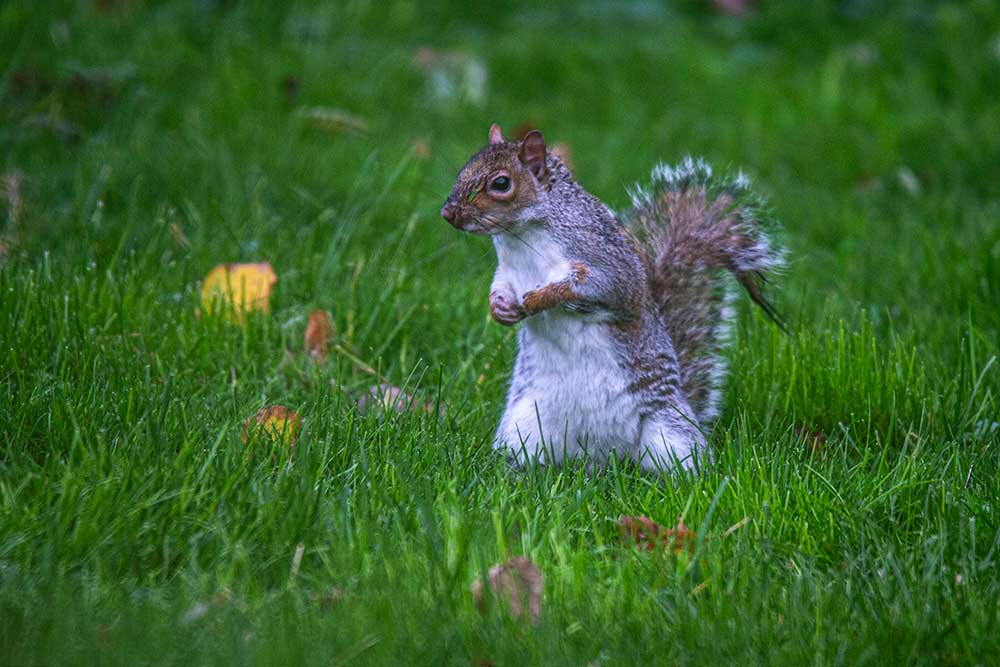 BRIGHTON - Les écureuils s’ébattent sans crainte sur la pelouse.