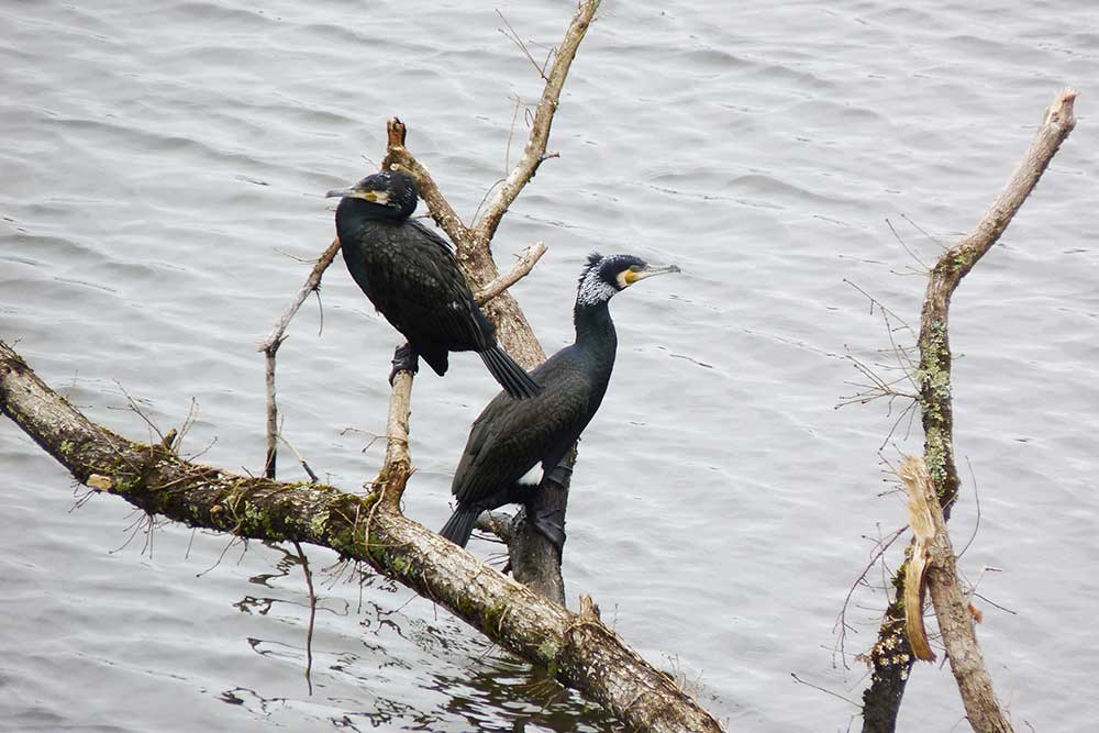 Oiseaux au bord de l’eau