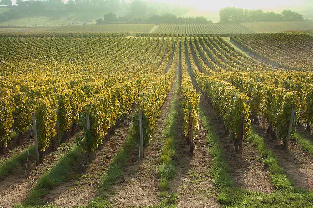 La Cave de Charnay-lès-Mâcon - Vignes Levigny 