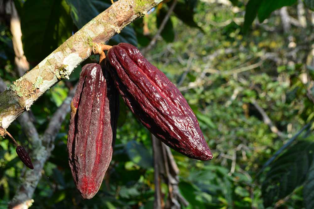 Fèves de Cacao