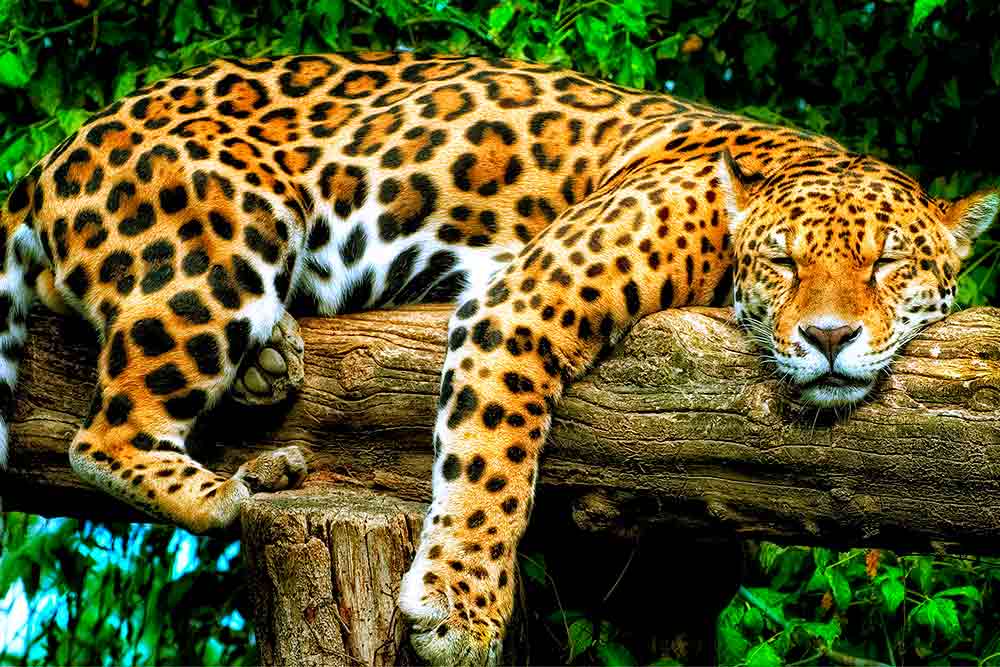 Deux jaguars majestueux vont arriver dans le parc. 