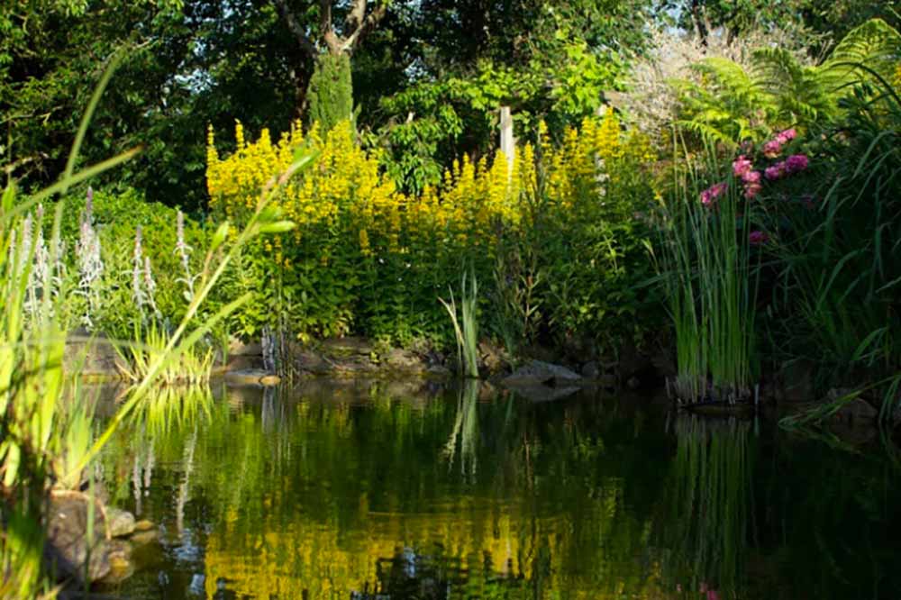 Jardin aquatique - un écrin de verdure