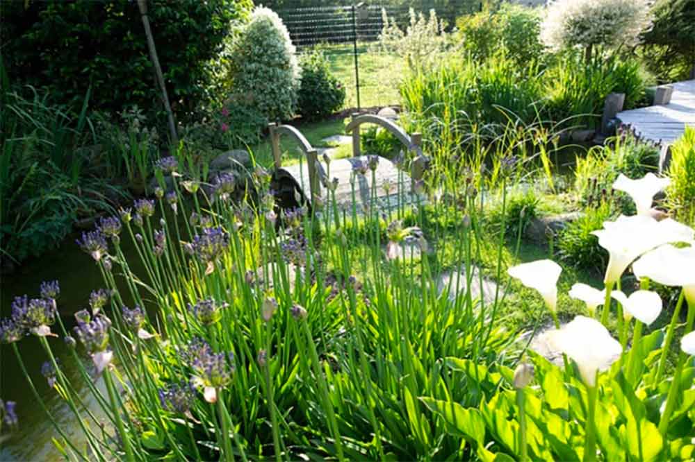 Jardin aquatique - un écrin de verdure