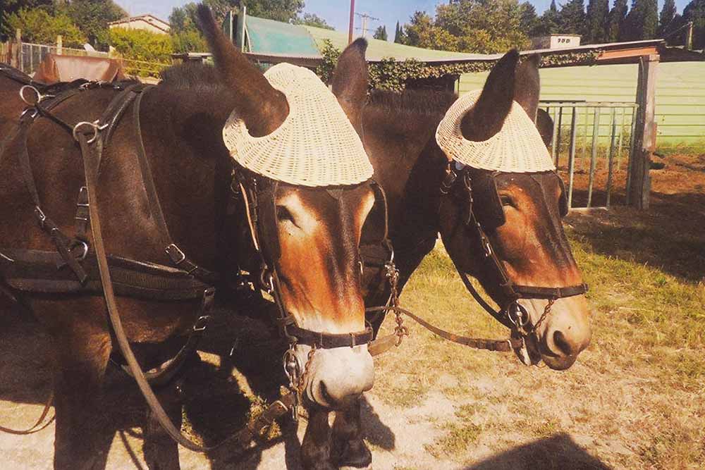  Chapeaux pour mules