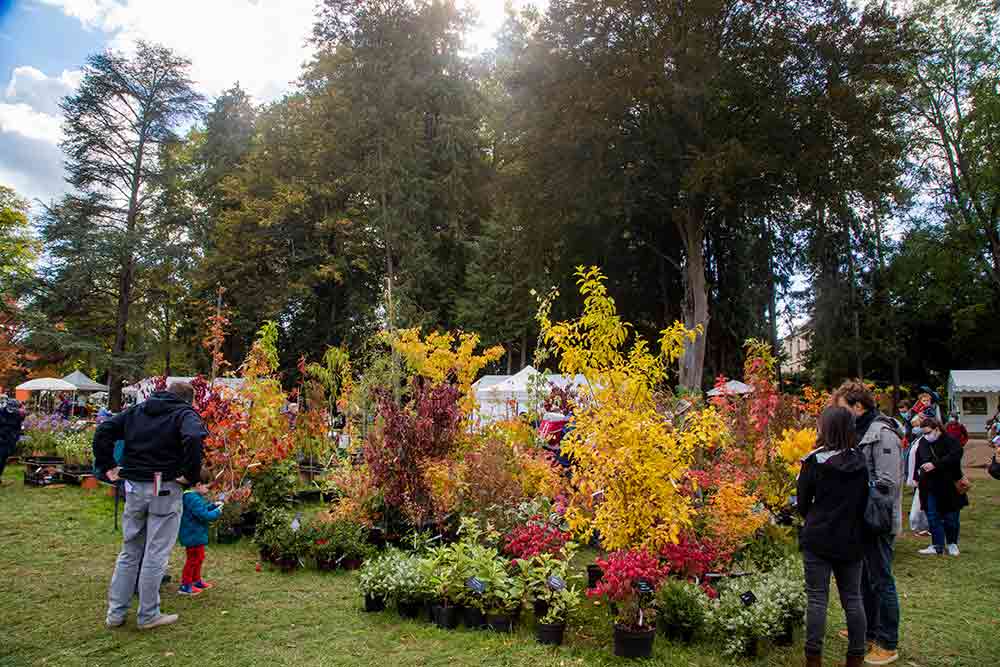 Jardin - les plantes sont à l'honneur dans les jardins du Château de Chantilly