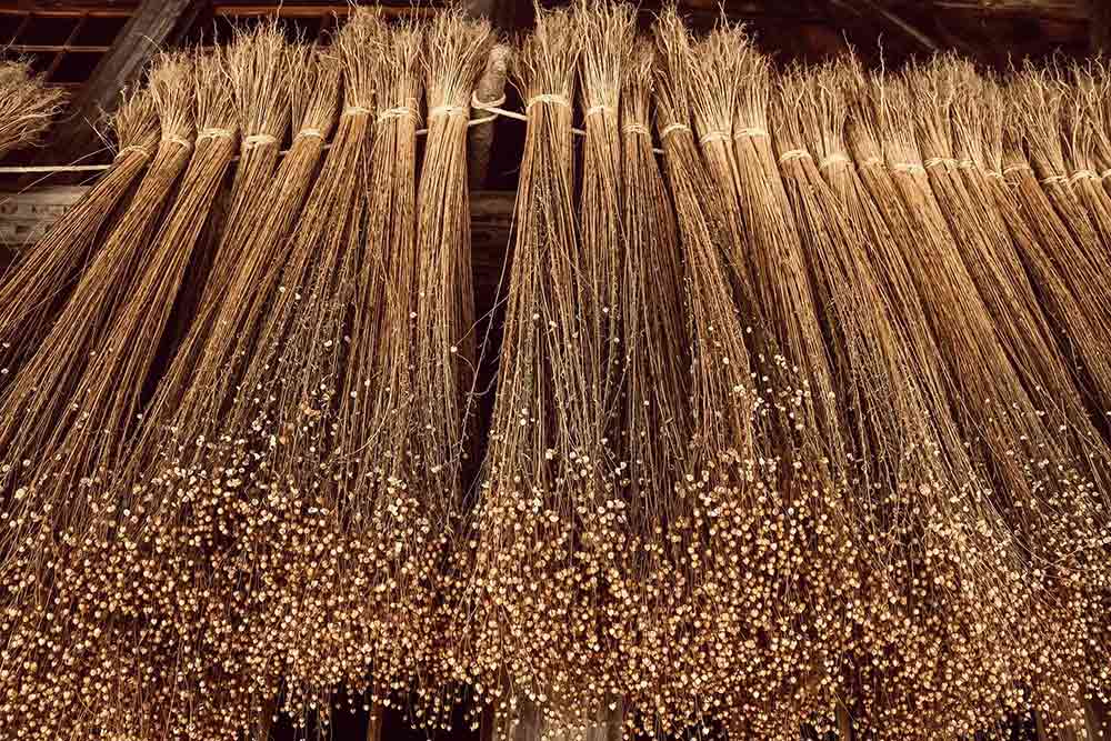 Graines de lin : la plante en train de sécher