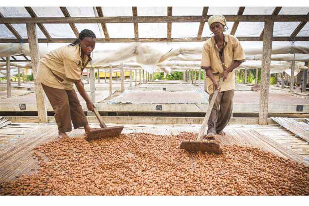 Programme modèle en Côte d'Ivoire pour la filière Cacao