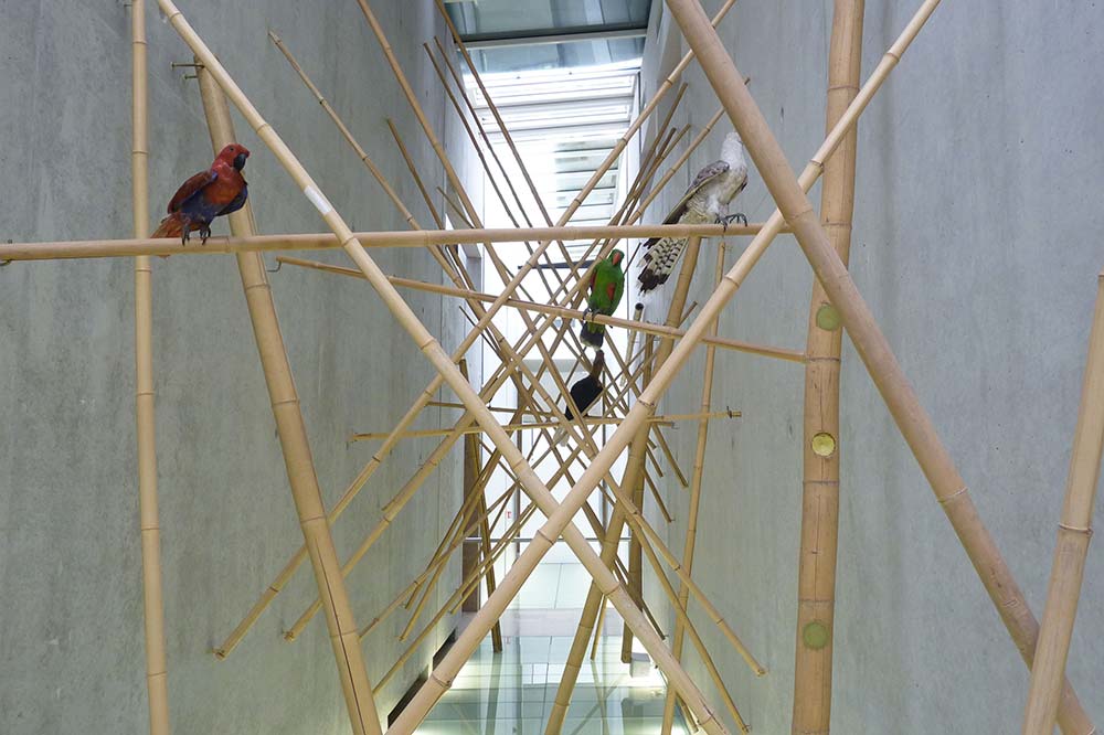 Oiseaux de Nouvelle Guinée mis en scène sur des bambous