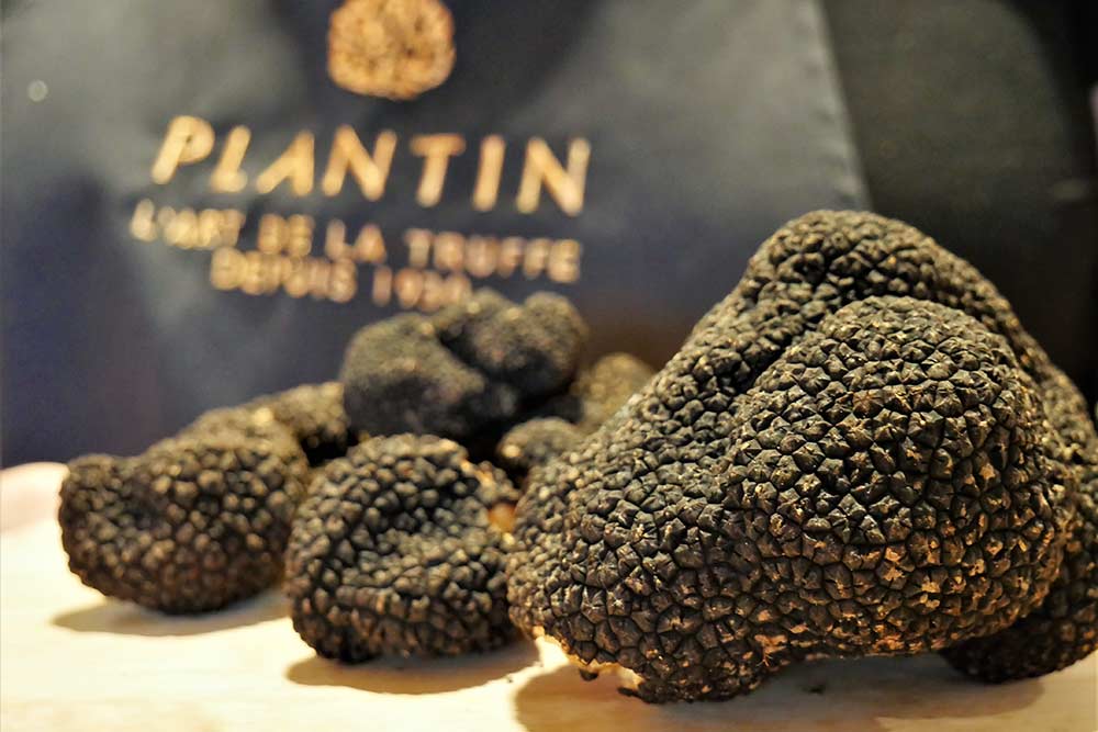 La Truffe selon Plantin