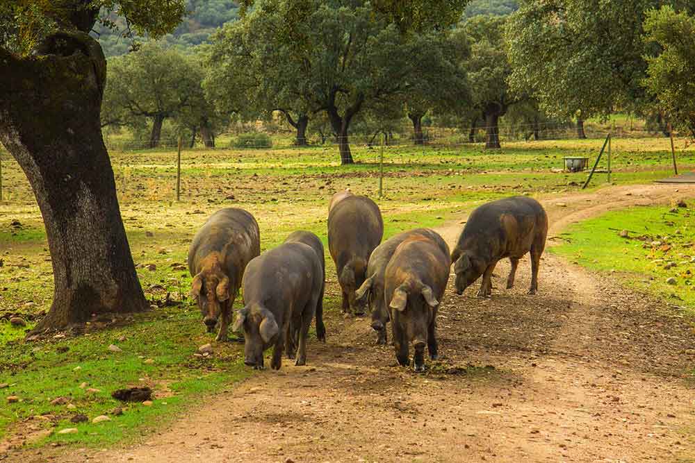 Porcs en liberté qui mangent des glands