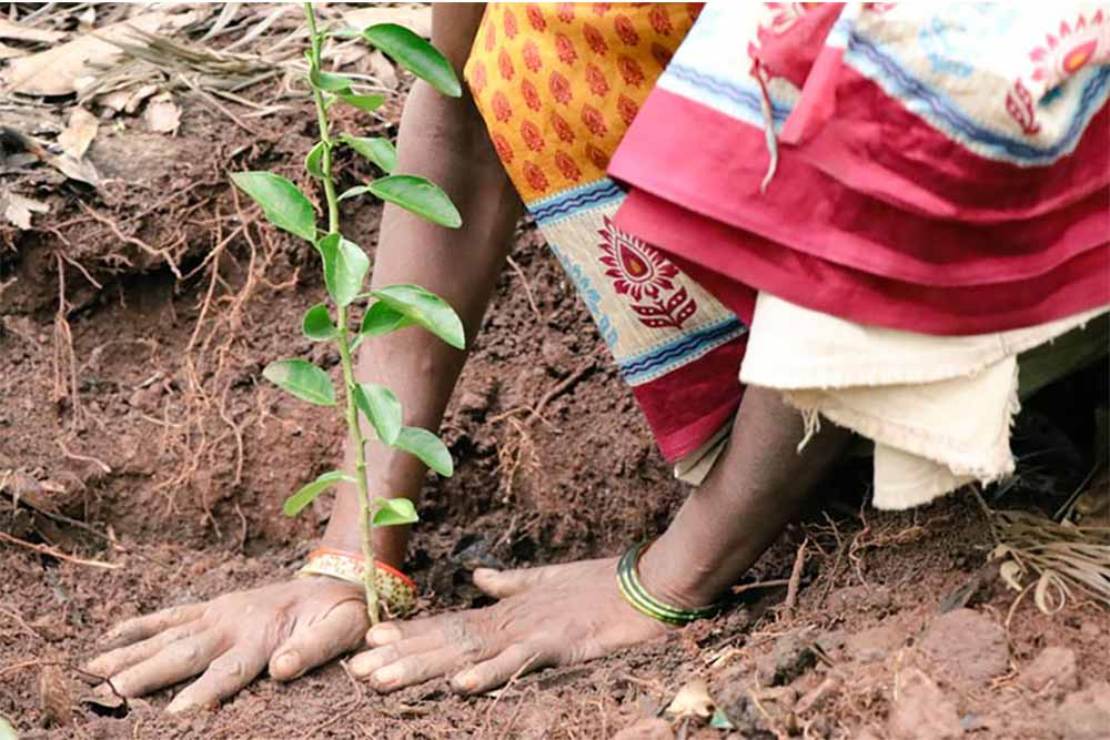 Araku - Plantation des pieds de caféiers