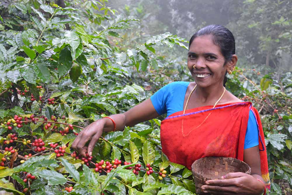 Araku - Récolte du Café Sélection