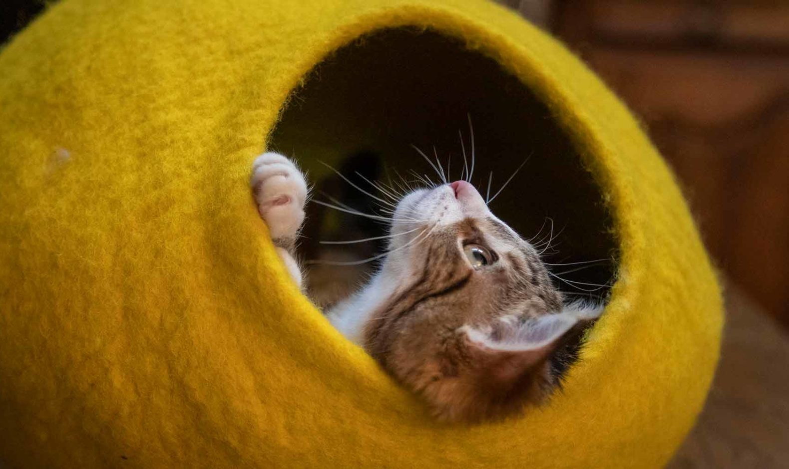 Grotte Pour Chat Kamili Testee Par Rimbaud Un Adorable Chaton