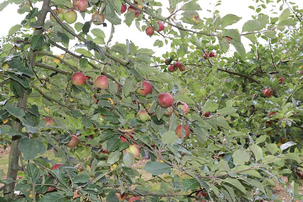 Kerisac - De beaux pommiers pour des pommes de qualité.