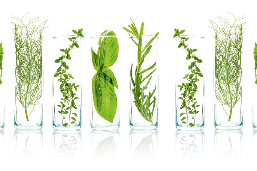 GastroControl - Les plantes au service de votre santé