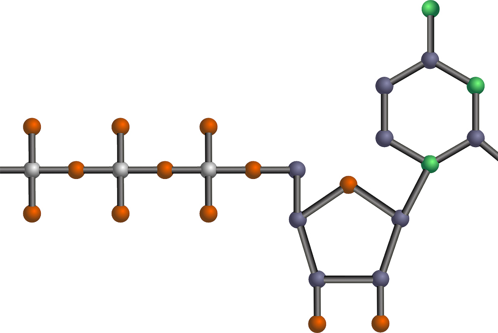 ADN Nucléotide