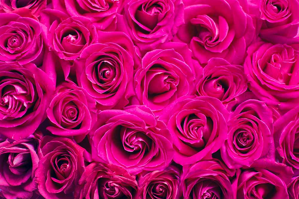 Des roses roses pour la Saint Valentin 