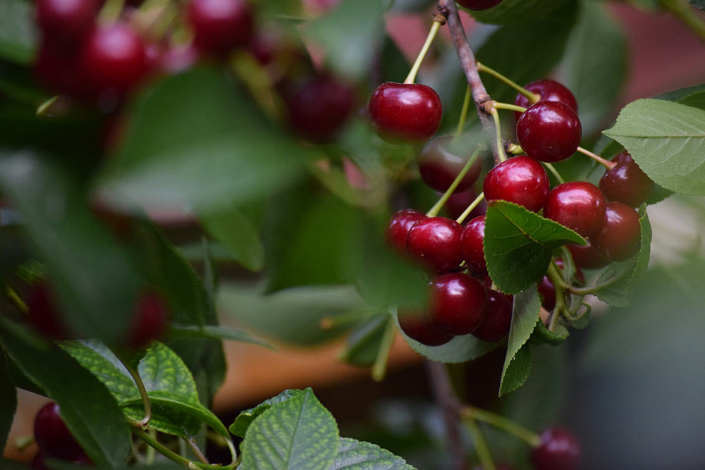 Cerises Griottes