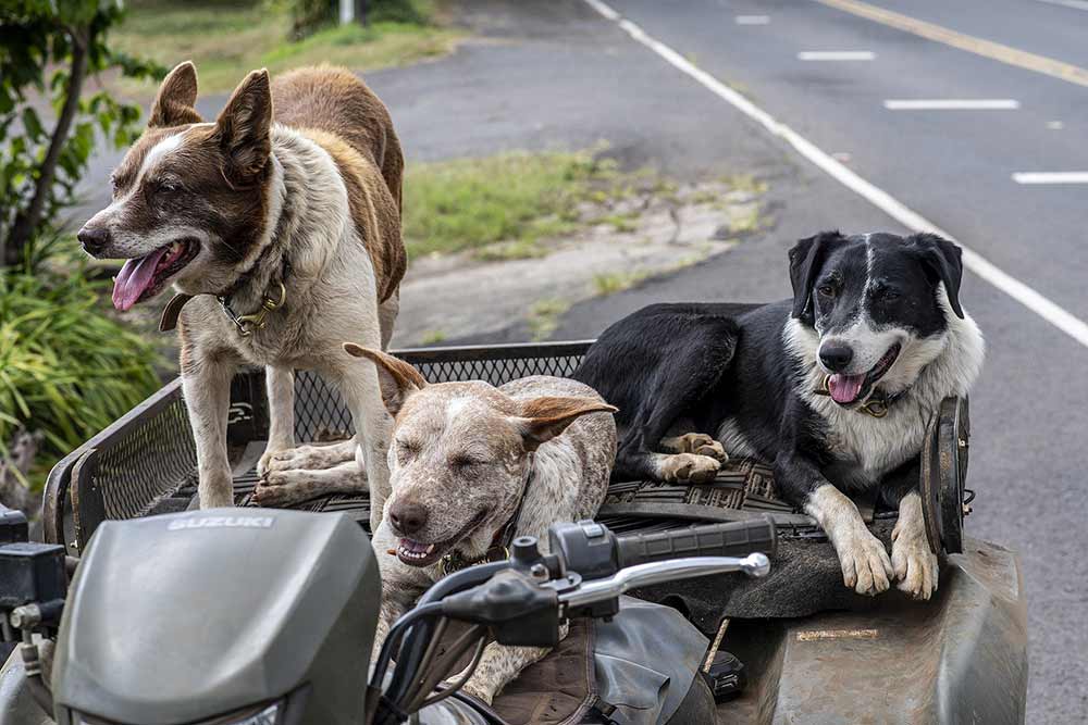 Trois chiens sur une moto 