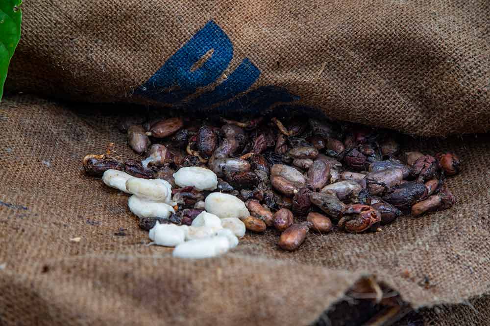 Les fèves de cacao ressemblent au départ à des lichtis…