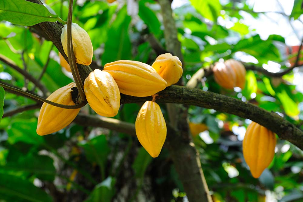 Fruits exotiques de Madagascar 