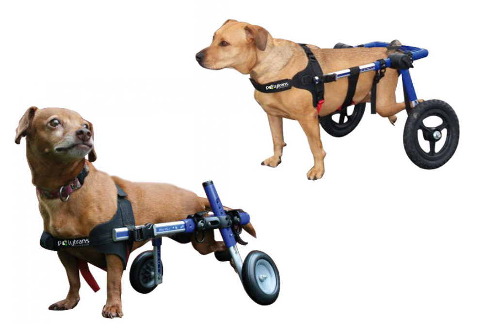 Harnais pour soulever le train arrière de votre chien handicapé