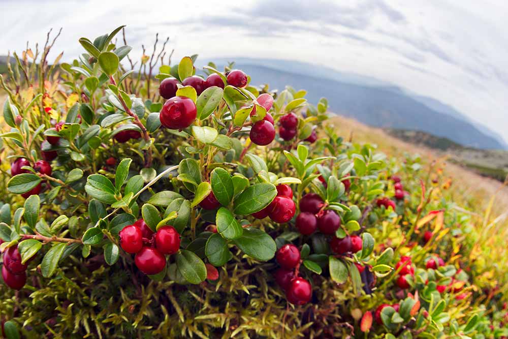 Cranberry : une mono-plantes nutritive et médicinale