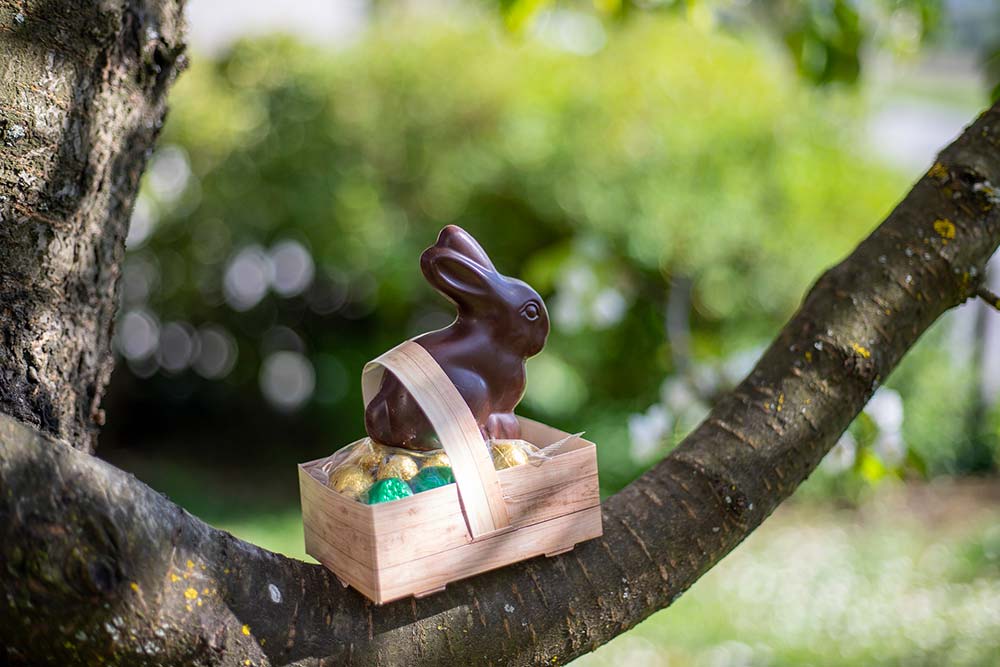 Lapin en chocolat sur une branche