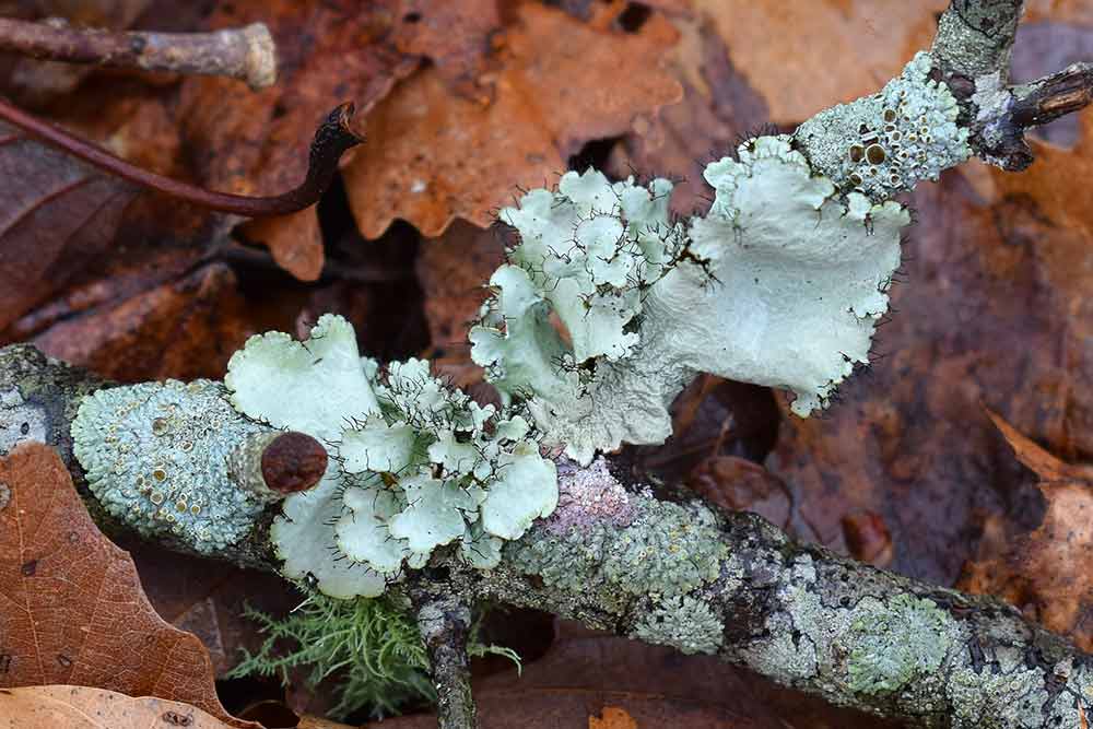 Les Lichens recouvrent tout