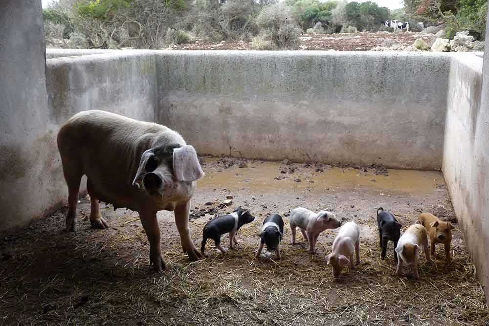 Une maman porc et ses porcelets...