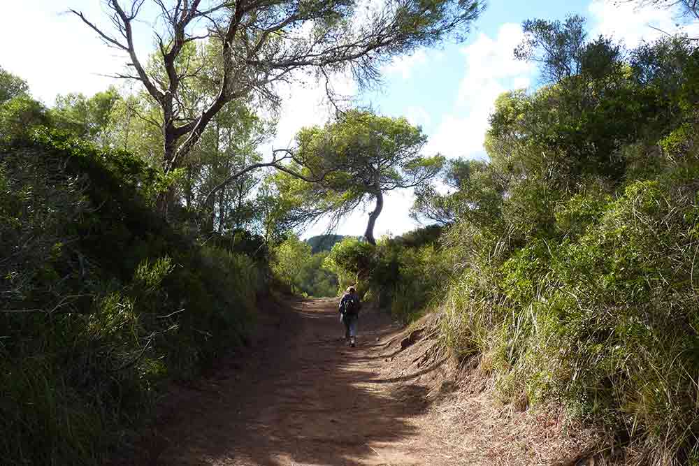 Un chemin creux et verdoyant