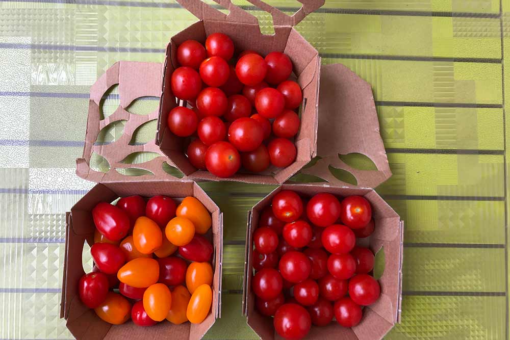 Saveol - la nouvelle gamme de tomates