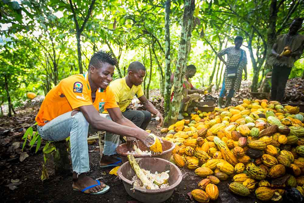 Des planteurs en plein Ecabossage des fèves de Cacao