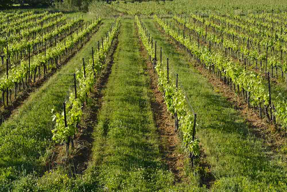 Vignes du Domaine Saint Firmin