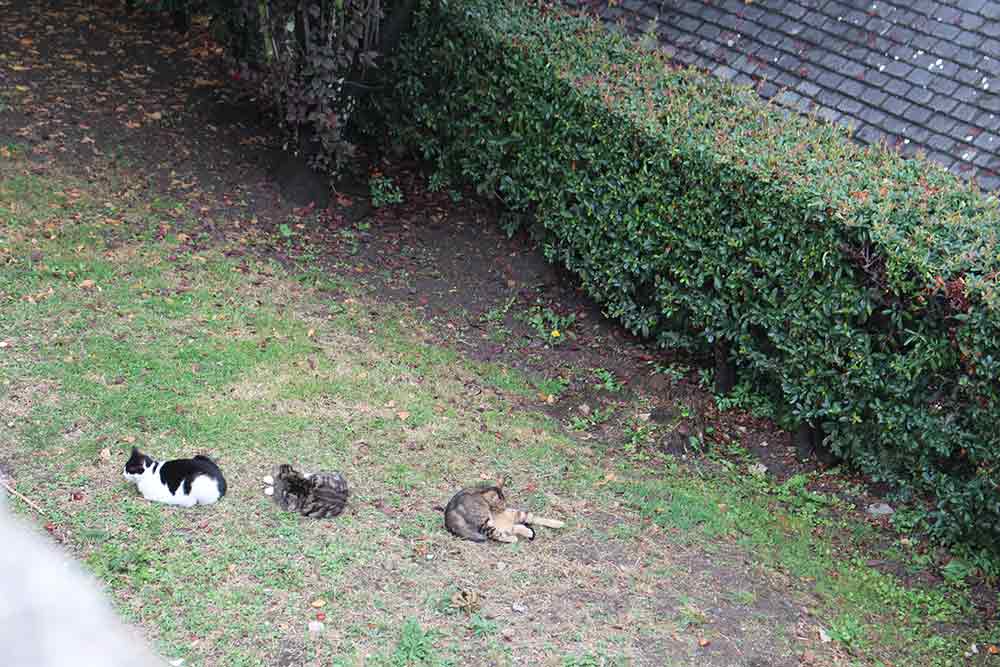 Les chats sont les bienvenus dans les jardins du Mont