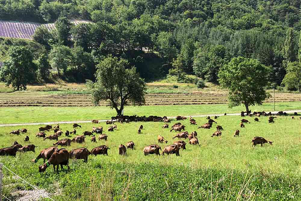 A La Ferme du Pracoutel, les chèvres vivent en liberté et peuvent se nourrir de la bonne herbe des champs