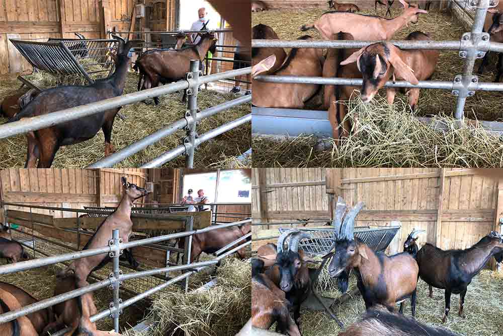 Les chèvres et les boucs cohabitent en toute harmonie