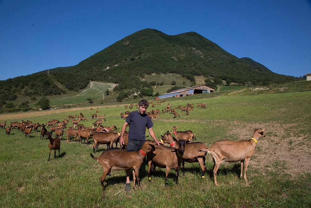 A La Ferme du Pracoutel, les chèvres vivent en liberté et peuvent se nourrir de la bonne herbe des champs