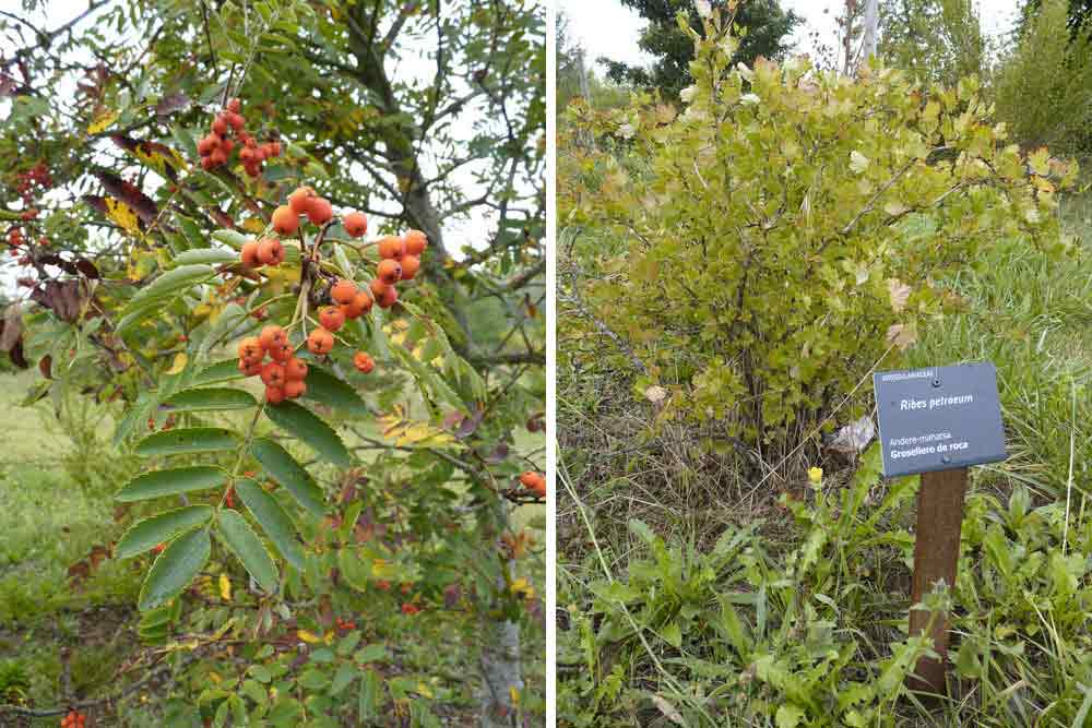 Parc d’Olarizu : Sorbus domestica et plan de cassis