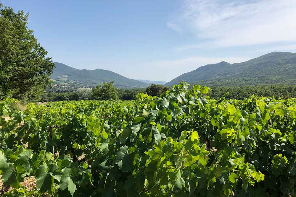 Domaine du Chardon Bleu - une partie du vignoble