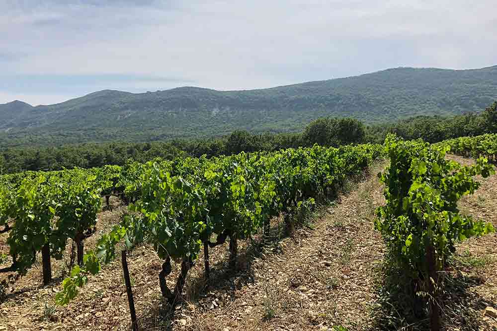 Domaine du Chardon Bleu - une partie du vignoble