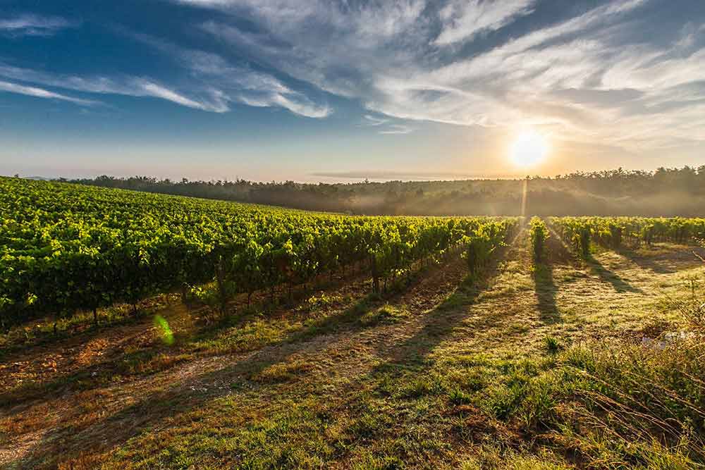 Des vignobles à perte de vue