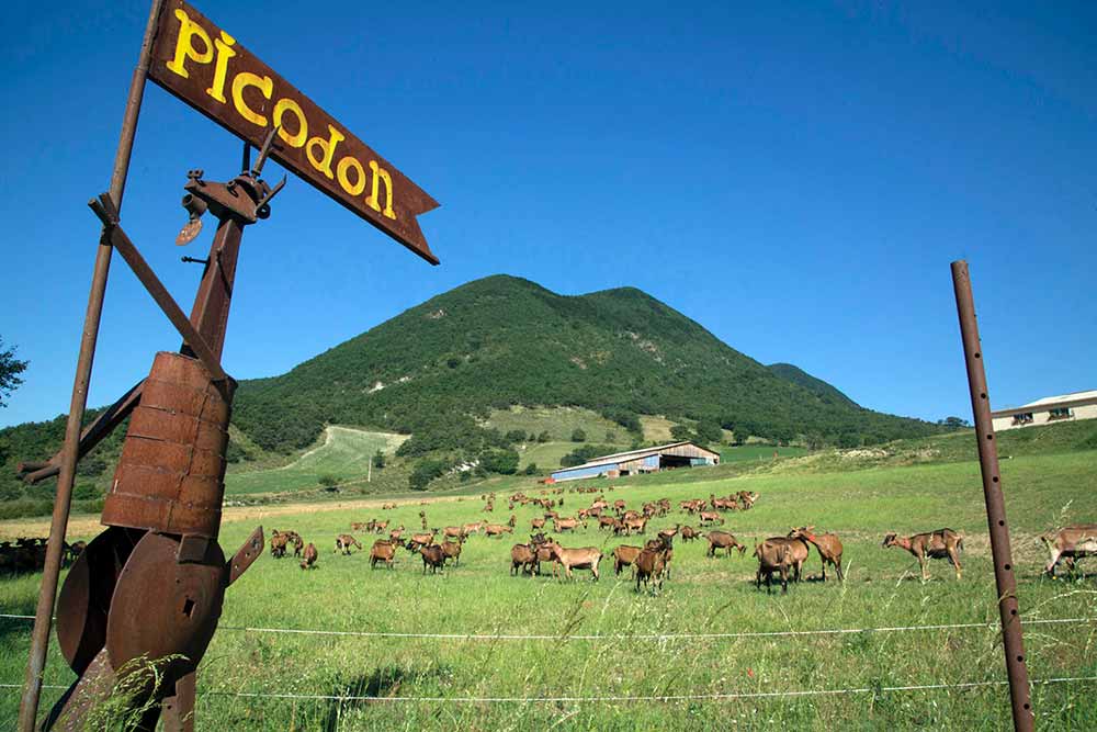 Vive le Picodon, des fromages de Chèvre tellement bons qu'on ne s'en lasse pas