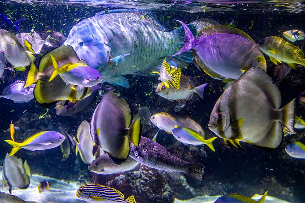 Aquarium - Poissons du lagon corallien.