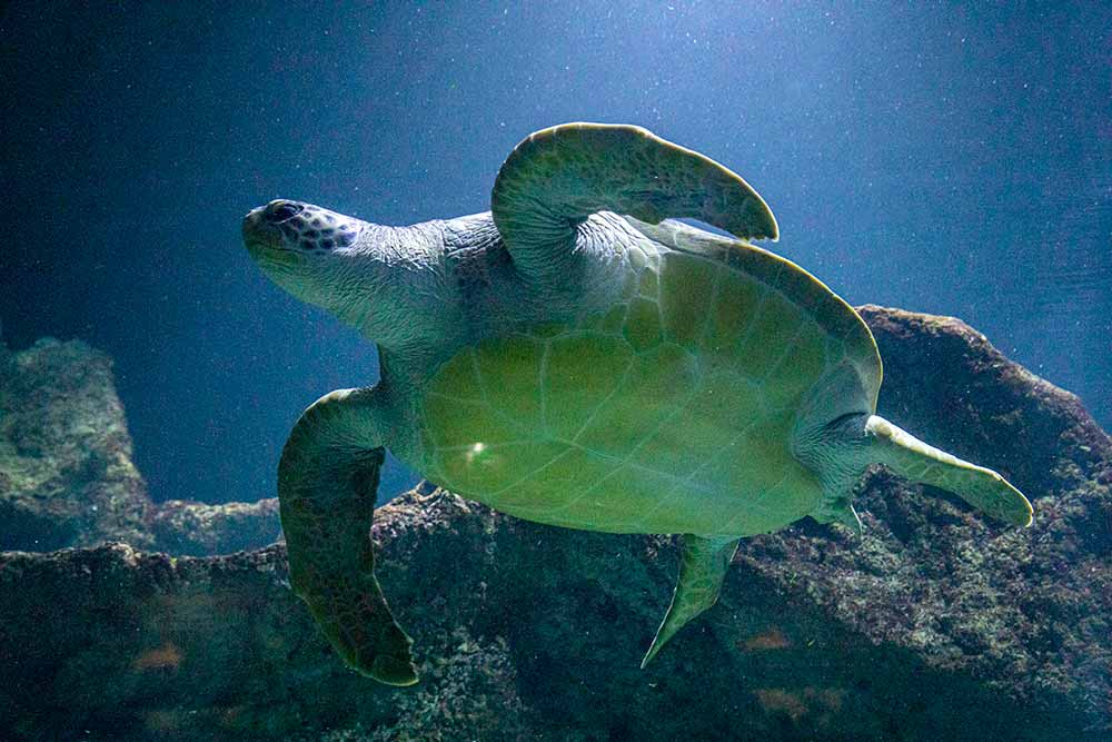 Menacée d’extinction, la tortue verte est aujourd’hui protégée.