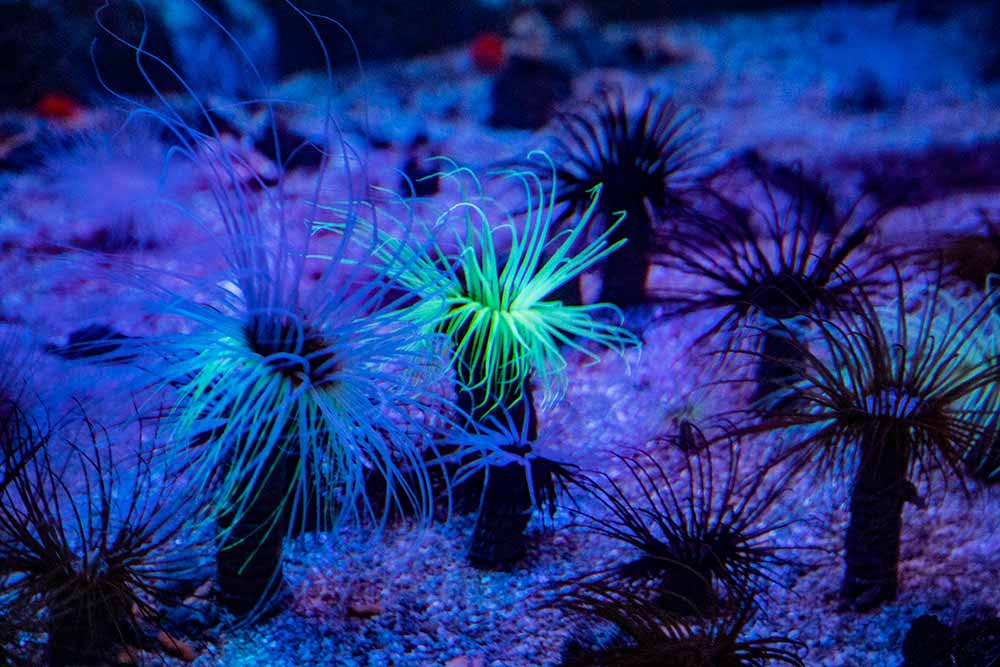 Aquarium - Des cérianthes et leur double rangée de tentacules…