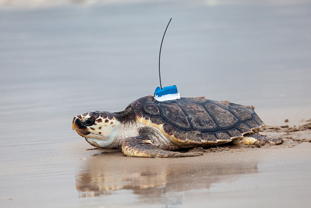 200 tortues ont été soignées et ont retrouvé l’océan. ©Arthur Paré_Aquarium La Rochelle 